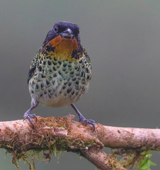 Ixothraupis rufigula