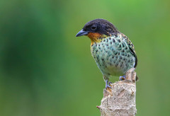 Ixothraupis rufigula