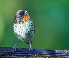 Ixothraupis rufigula