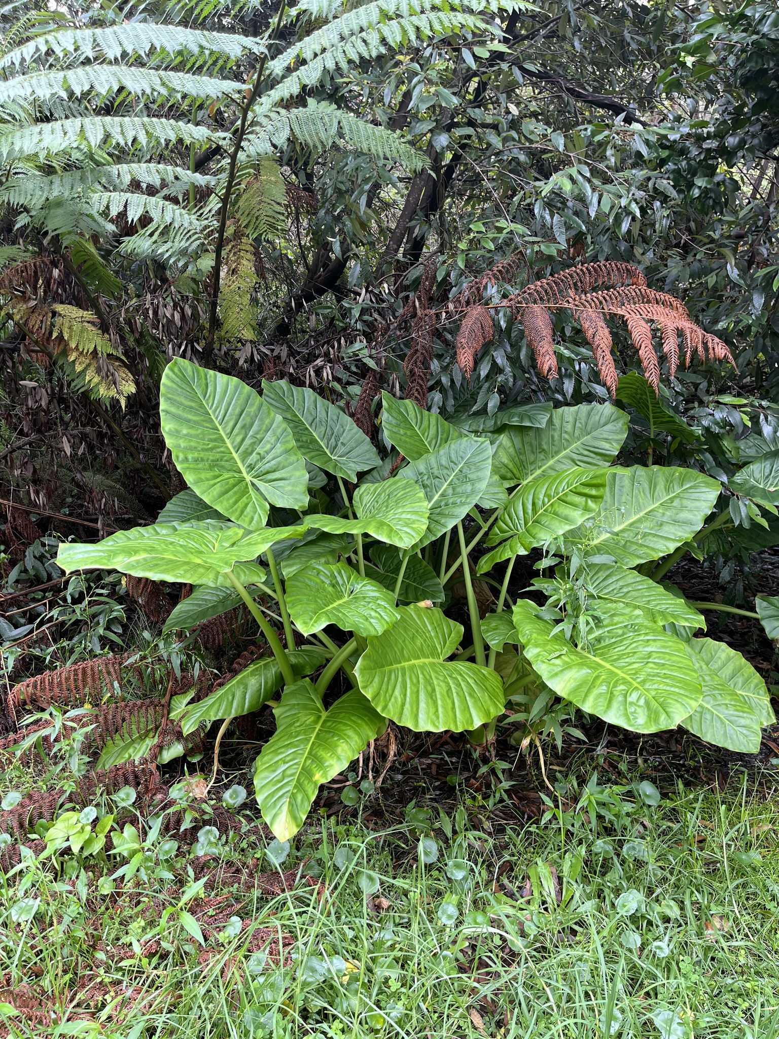 Alocasia brisbanensis