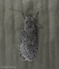 Semioscopis inornata