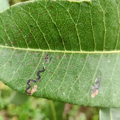 Stigmella prunifoliella
