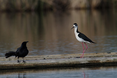 Himantopus mexicanus