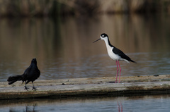 Himantopus mexicanus