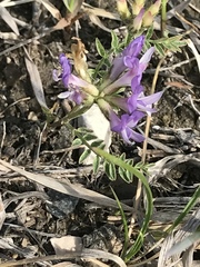 Astragalus agrestis