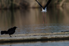 Himantopus mexicanus