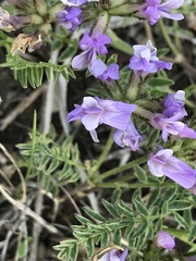Astragalus agrestis