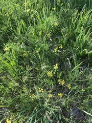 Lomatium bradshawii