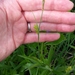 Rigid Sedge - Photo (c) Erin Faulkner, some rights reserved (CC BY-NC), uploaded by Erin Faulkner