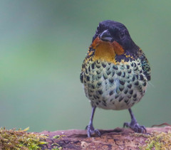 Ixothraupis rufigula