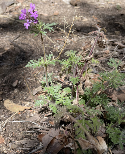 Image of Chiricahua Mountain Mock Vervain (Glandularia chiricahensis) by (c) Roger Rittmaster, some rights reserved (CC BY)