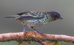 Ixothraupis rufigula