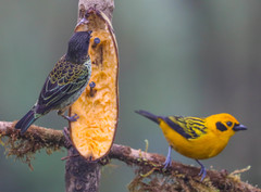 Ixothraupis rufigula