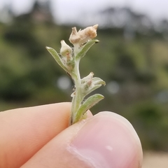 Gamochaeta stagnalis