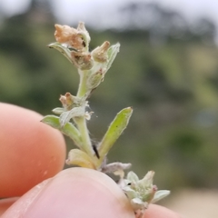 Gamochaeta stagnalis