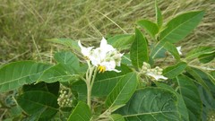 Solanum tetrandrum