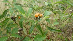 Solanum tetrandrum