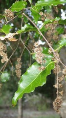 Homalium