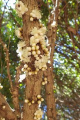 Eugenia gacognei