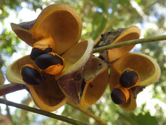 Harpullia austrocaledonica
