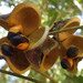 Harpullia austrocaledonica - Photo (c) juju98, some rights reserved (CC BY-NC), uploaded by juju98