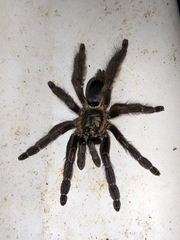 Tapinauchenius plumipes