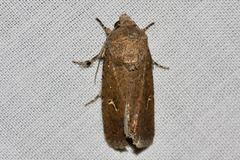 Proteuxoa bistrigula
