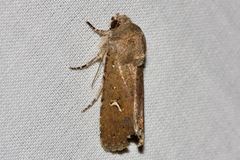 Proteuxoa bistrigula