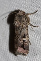 Proteuxoa microspila