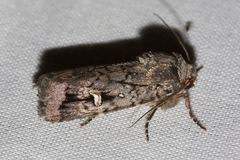 Proteuxoa microspila