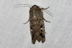 Proteuxoa microspila