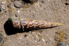 Turritella gonostoma