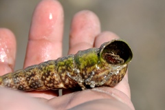 Turritella gonostoma