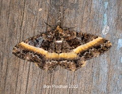Harutalcis vialis