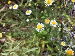 Hysterionica resinosa