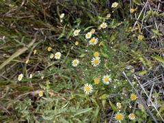 Hysterionica resinosa