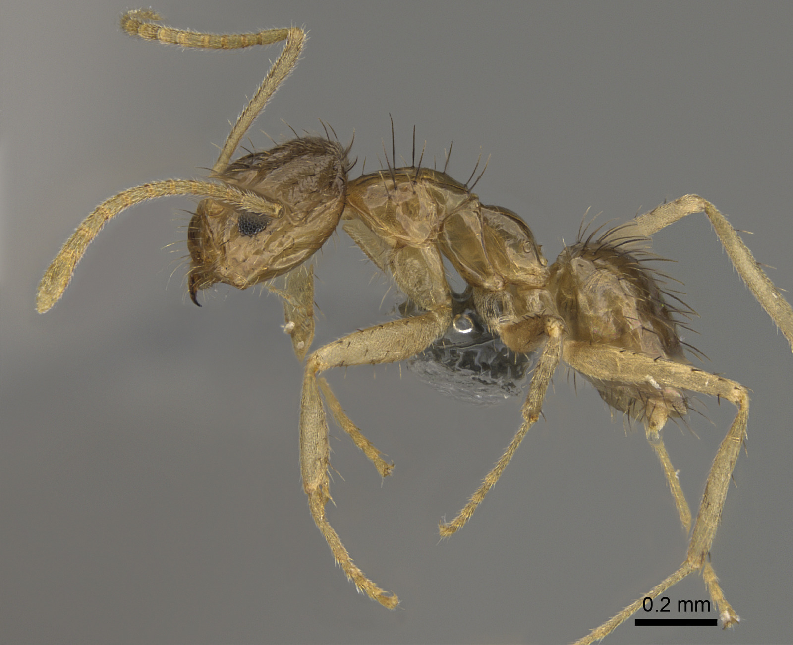 Nylanderia arenivaga