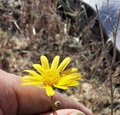 Senecio californicus