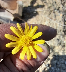 Senecio californicus