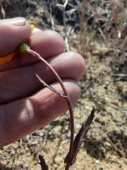 Senecio californicus