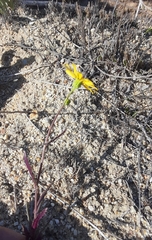 Senecio californicus
