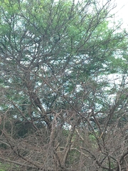 Sporophila peruviana