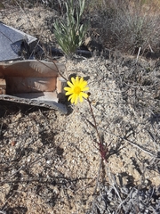 Senecio californicus