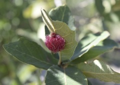 Cynips quercusnubila