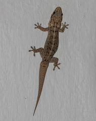 Phyllopezus pollicaris