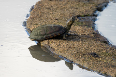 Kinosternon scorpioides scorpioides