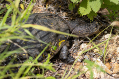 Mesoclemmys tuberculata