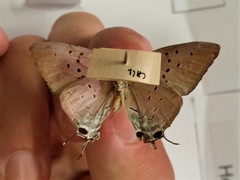 Pseudolycaena marsyas