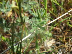 Sidalcea keckii