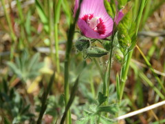 Sidalcea keckii